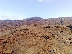 Cactus growing from volcanic rock on Sierra Negra, Galápagos, 2009