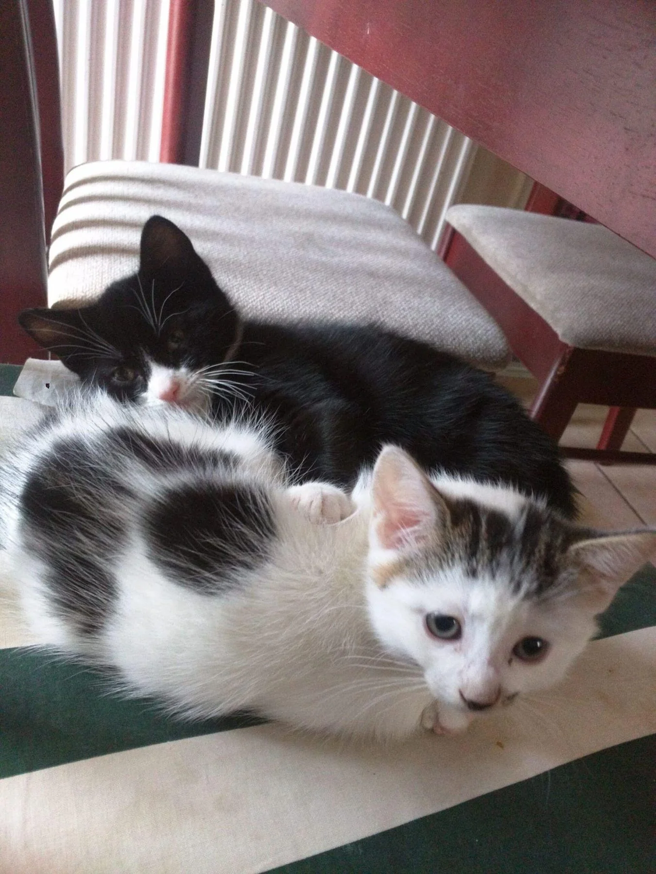 Cats