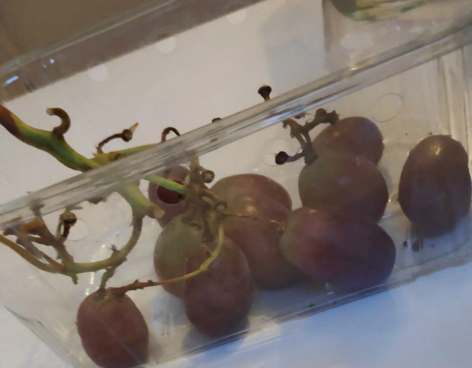 Daily Snack