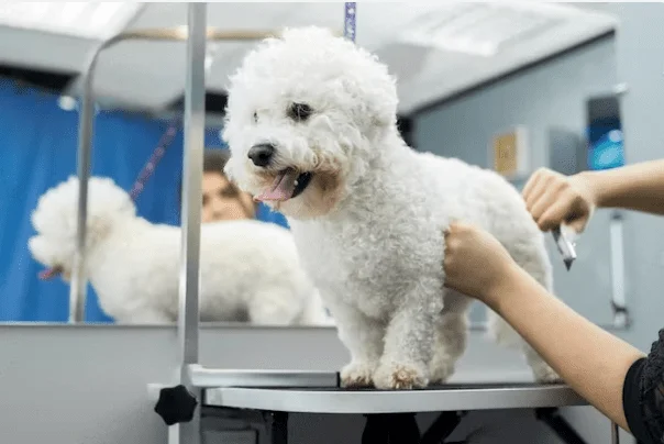 Dog Grooming Business