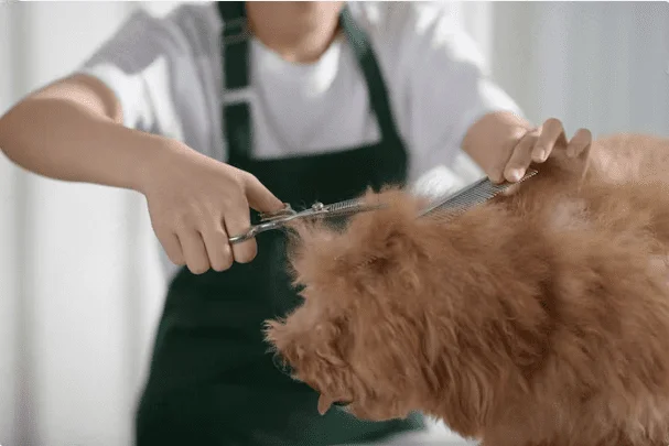Dog Grooming Business
