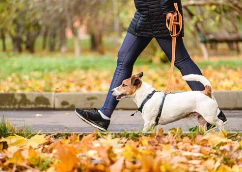 How To Start Dog Walking Business