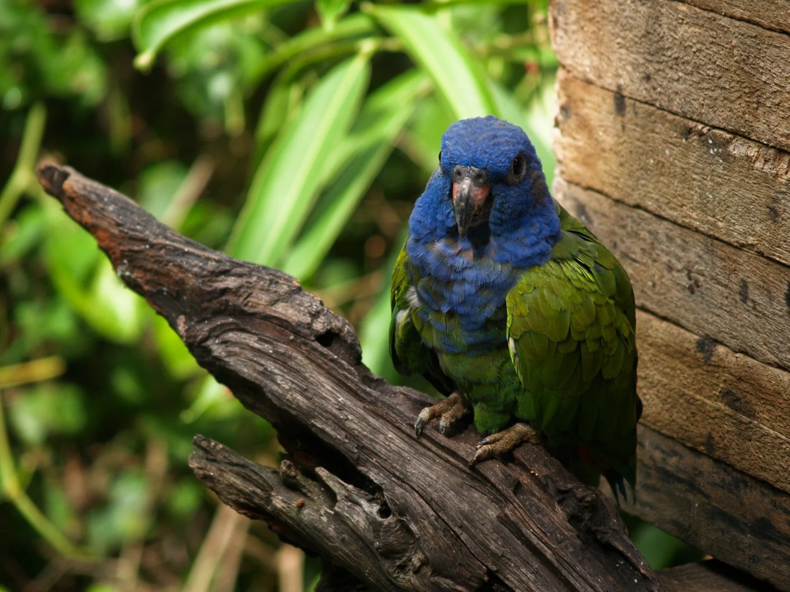 La Senda Verde, Bolivia: volunteering at an animal refuge in 2009