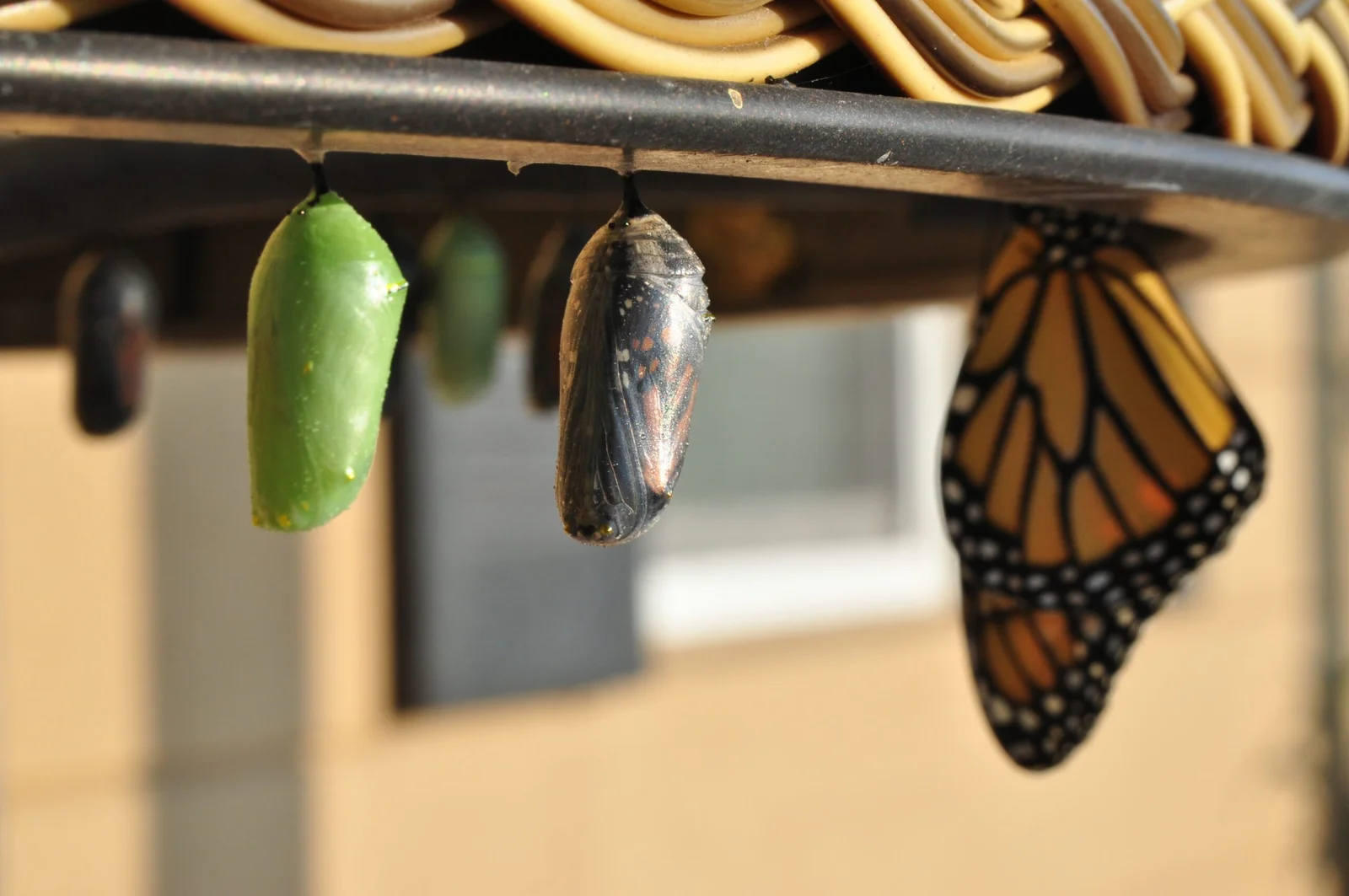three pupas three pupas